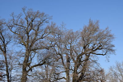 Low angle view of trees against clear blue sky