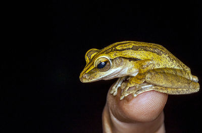 Cropped image of finger with frog against black background
