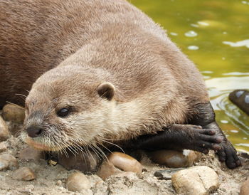 Close-up of an animal on rock