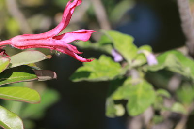 Close-up of pink flowering plant