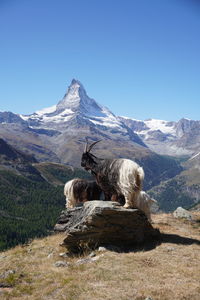 View of a horse on mountain against sky