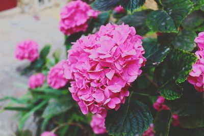 Close-up of pink hydrangea blooming outdoors