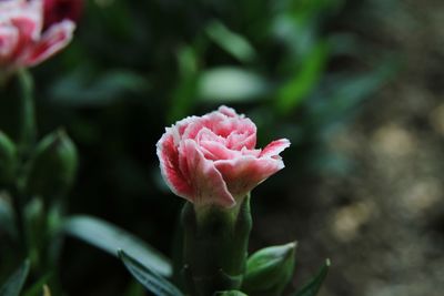 Close-up of pink rose flower