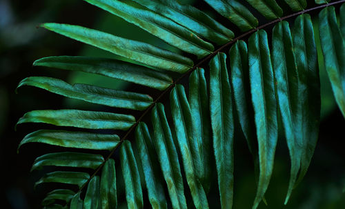 Close-up view of the lush green fern leaf