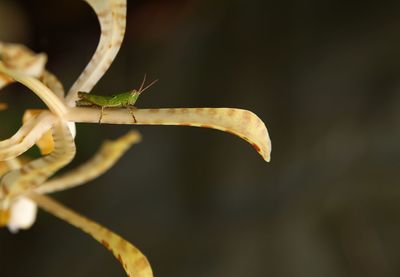 Close-up of insect on plant