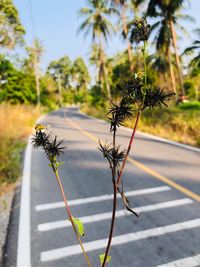 Close-up of plant by road against sky