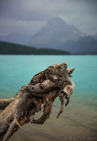 Close-up of driftwood on lake against mountain range