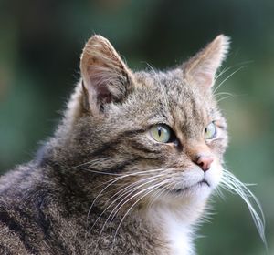 Close-up of a cat looking away