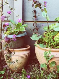 Close-up of potted plant by building