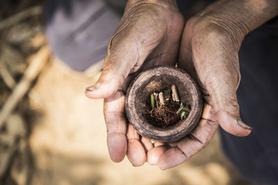 Cropped hands holding herb in mortar