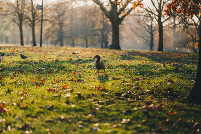 Birds perching on field