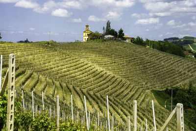 Panoramic view of vineyard against sky