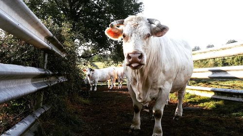 Cows on horse