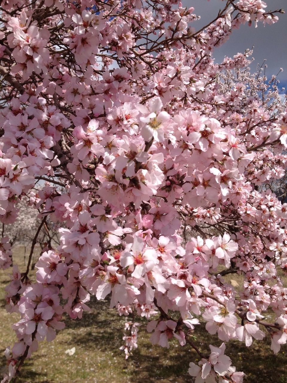 flower, freshness, branch, cherry blossom, tree, pink color, growth, fragility, cherry tree, blossom, beauty in nature, nature, springtime, in bloom, petal, fruit tree, pink, blooming, low angle view, abundance