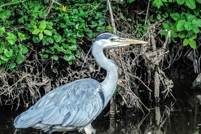 High angle view of gray heron in water