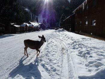 Dog on snow covered landscape