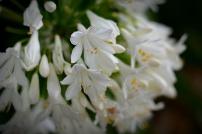 Close-up of white flowers