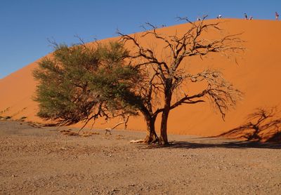 Bare tree on landscape against clear sky