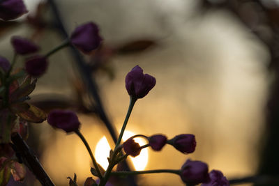 Close-up of pink flowering plant