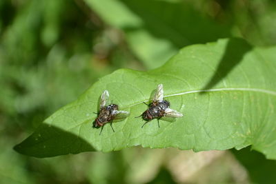 Close-up of fly on leaf