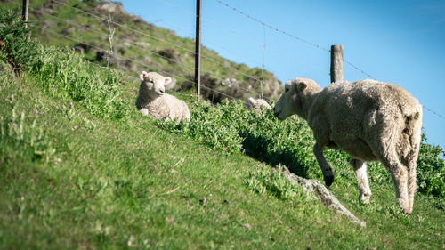 Sheep grazing in a field