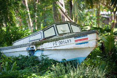 Plants growing on tree