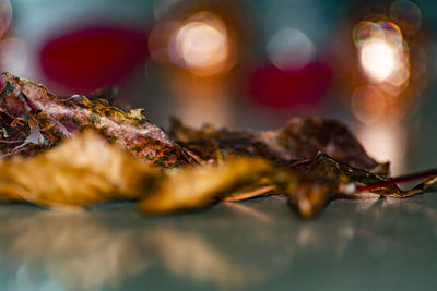 Close-up of dry leaves on table