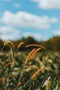 Close-up of plants growing on field