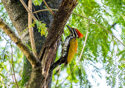 Low angle view of bird perching on tree