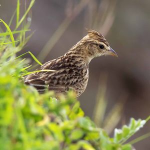 Close-up of bird perching on plant