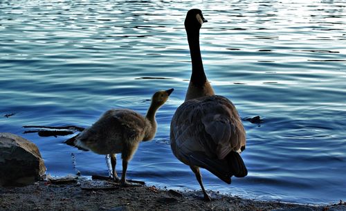 Birds on lakeshore