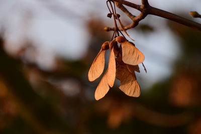 Close-up of dry fruits hanging on tree