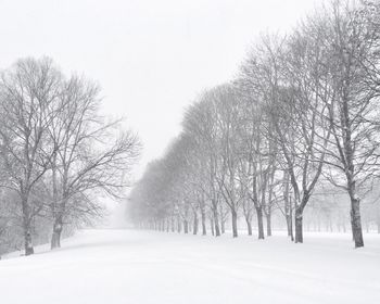 Bare trees on snow covered field during winter