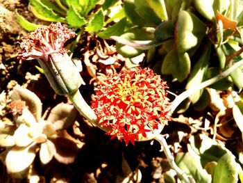 Close-up of plants