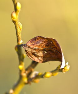 Close-up of insect on plant