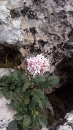 Close-up of pink flowers blooming outdoors