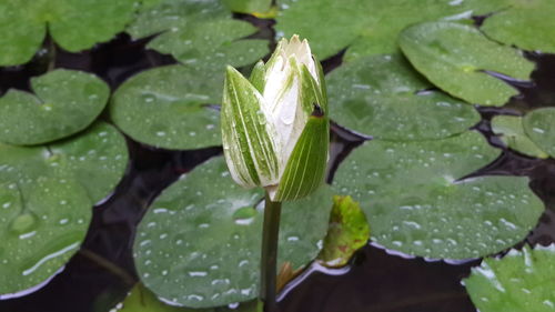 Close-up of water drops on leaves