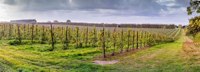 Scenic view of vineyard against sky