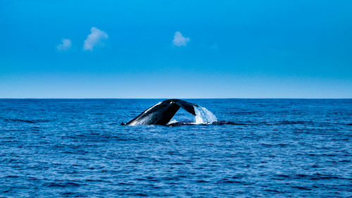 A tale of a whale beautifully emerges from the ocean by mirissa bay, southern sri lanka.