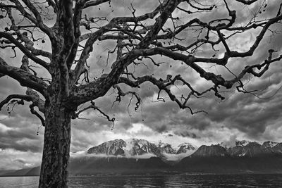 Bare tree by sea against sky