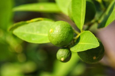 Close-up of green fruits