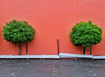 Plant growing on wall