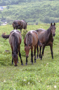 Horses grazing in a field