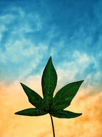 Close-up of maple leaves against sky during sunset