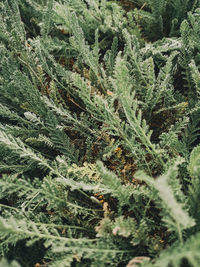 Close-up of pine tree