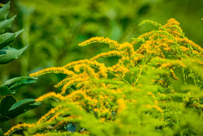 Close-up of fern plants