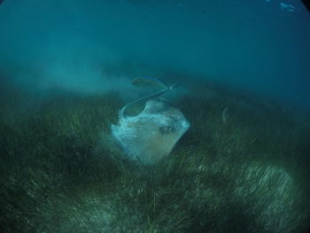 Close-up of jellyfish swimming in sea