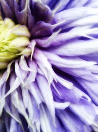 Extreme close up of flower