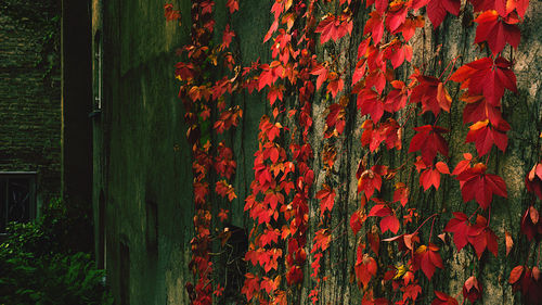 Close-up of red autumn leaves on wall