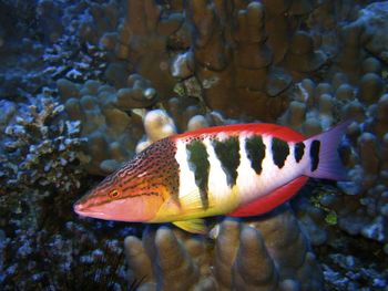 Close-up of fish swimming in sea